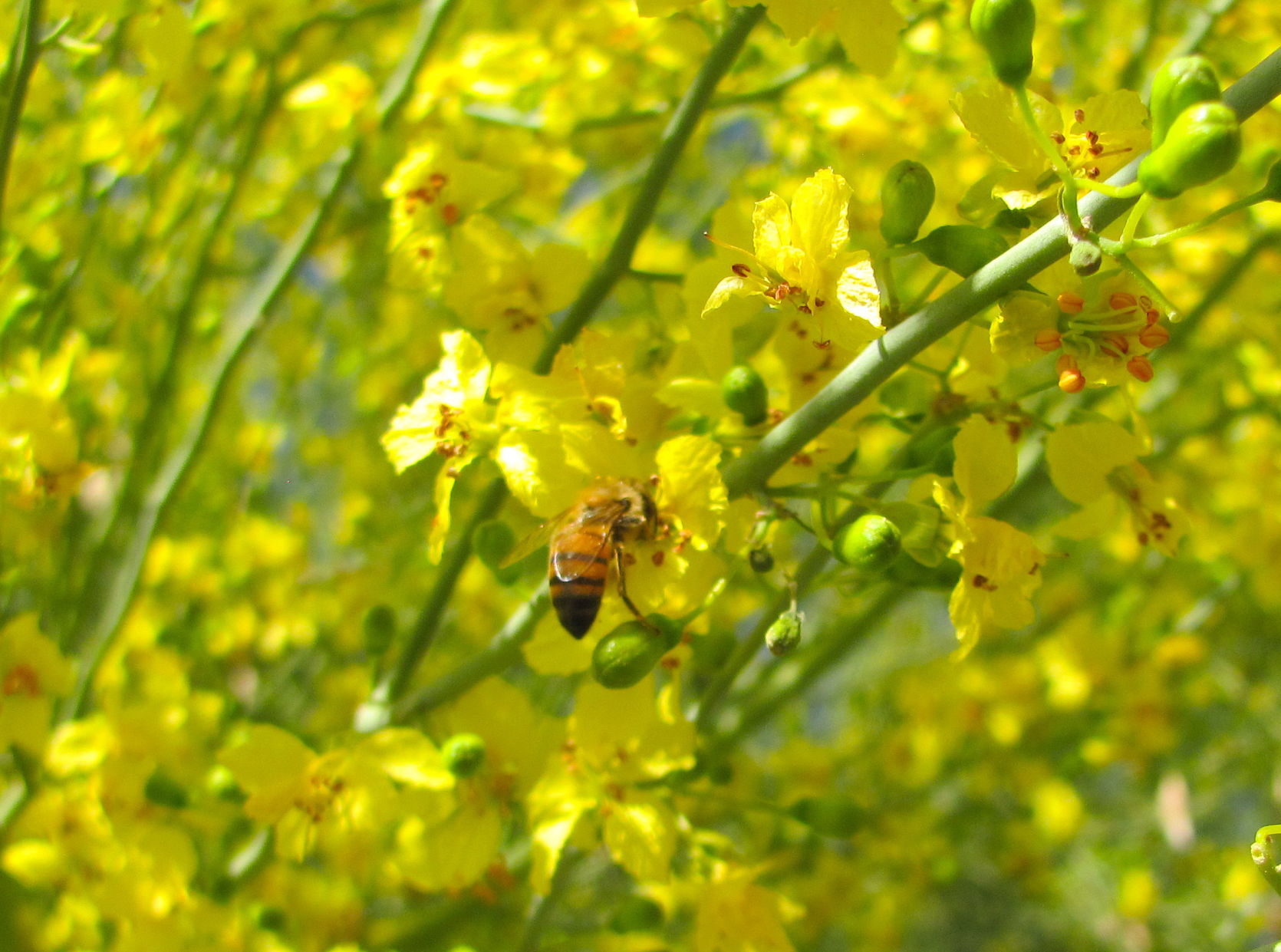 Bee and palo verde